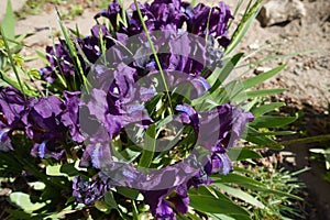 Bunch of dark purple flowers of dwarf irises