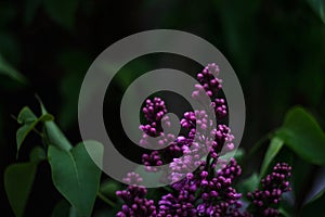 A bunch of dark purple wet lilac close-up on a dark blurry black and green background. Mystical romantic mood. Place for