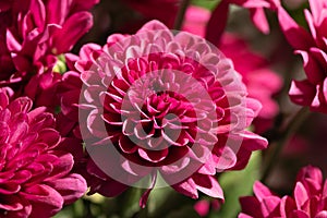 A bunch of dark red chrysanthemum flowers. Flower pattern in the park. Cluster of pink purple chrysanthemum flowers