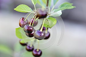 A bunch of dark red ripe cherries hanging on a branch of a cherry tree
