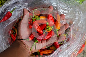 a bunch of datil peppers or cabai rawit merah on hand, is freshly harvested by Indonesian Local Farmers from the garden photo