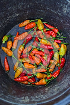 a bunch of datil peppers or cabai rawit merah on a black bucket, is freshly harvested by Indonesian Local Farmers from the garden