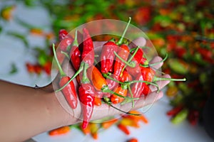 a bunch of datil peppers or cabai rawit merah on hand, is freshly harvested by Indonesian Local Farmers from the garden