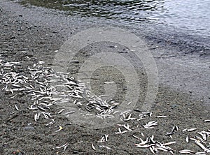 Bunch of dead Newfoundland Capelin after spawning