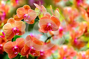 Bunch of deep orange phalaenopsis blume orchids with shallow focus background 