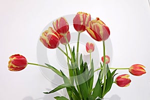 Bunch of Deep Orange and Yellow Tulips - Flowers for all seasons