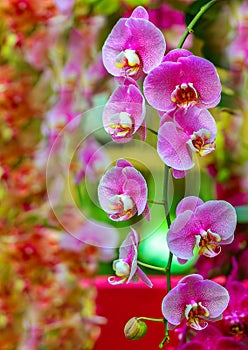 Bunch of deep pink phalaenopsis blume orchids with shallow focus background