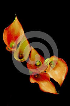 Bunch of delicate mini red orange calla lillies against dark background