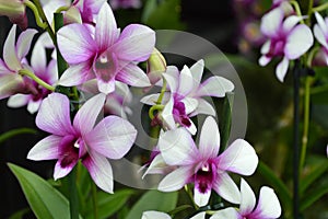 Bunch of delicated and simple flowers photo