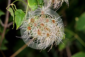 Bunch of densely growing Old mans beard or Clematis vitalba climbing plants with long silky hairy appendages growing in garden