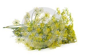 Bunch of dill inflorescences