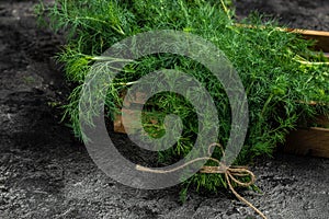 Bunch of dill in wooden box dark background. Food for vegetarians. Long banner format. top view