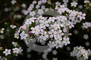 Bunch of diosma hirsuta flowers in nature