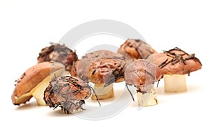 A bunch of dirty, unpeeled standing on tube Suillus mushrooms isolated on a white background. Selective focus