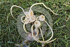 A bunch of dog roundworms, or Toxocara canis, ejected on the grass from a puppy`s vomit. Pet health and deworming concept