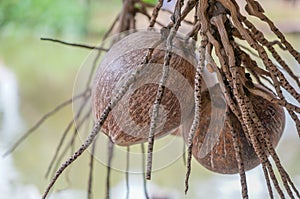 A bunch of dried coconuts
