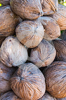A bunch of dried coconuts