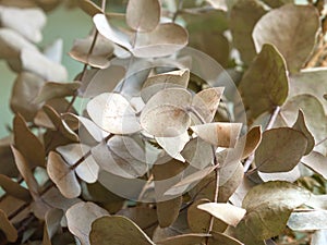 Bunch of dried flowers and eucaliptus branches on green background