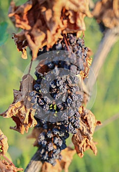 Bunch of dried grape on branch in vineyard