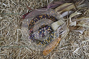 A bunch of dried Indian corn on a hay bale