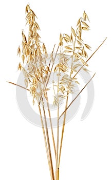 Bunch of dried oat spikelets isolated on white background