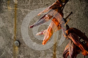 A bunch of dried red hot chili peppers on a gray wall background