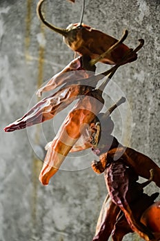 A bunch of dried red hot chili peppers on a gray wall background