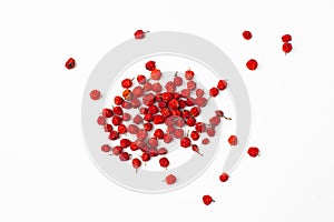 A bunch of dried Rowan berries on a white background photo