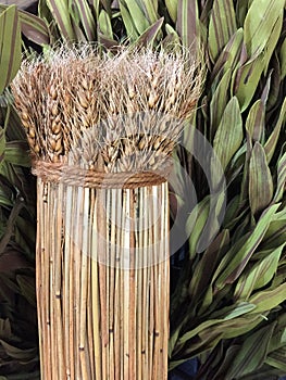 A bunch of dried wheat straw background