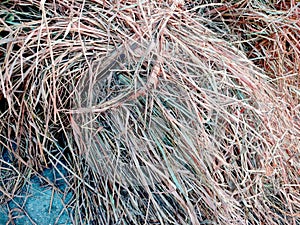 a bunch of dry grass for cattle feed