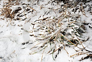 Bunch of dry grass covered with snow
