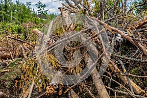 Bunch dry old branches trunk spruce impassable blockage cleaning the forest bad weather photo