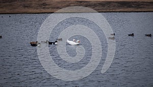 A bunch of ducks swimming at the lake photo