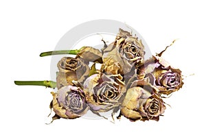 Bunch of Dying Mauve Roses with Green Stems