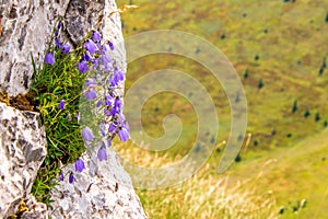 Bunch of earleaf bellflowers on a rock. Big Fatra mountains, Slovakia.