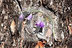 A bunch of early spring blue bell flowers lie on a tree bark. Summer background