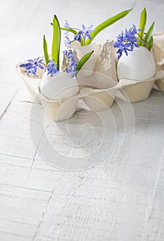 Bunch of early spring flowers ( Scilla siberica) in eggshells. photo