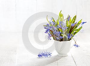 Bunch of early spring flowers  Scilla siberica  on white wooden table
