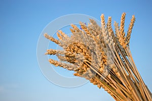 Bunch of ears of wheat against the sky. agriculture, farming, agribusiness