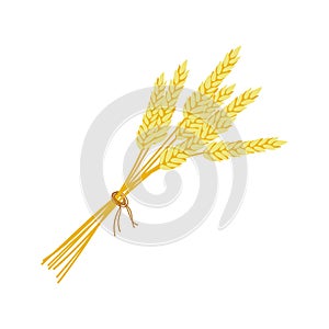 Bunch of ears of wheat illustration. Thanksgiving autumnal decorative element. Flat vector wheat illustration