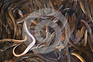 Bunch of eels in fish market in Shanghai, China