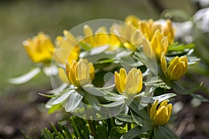 Bunch Eranthis, common winter aconite in bloom, early spring bulbous flowers, macro detail view