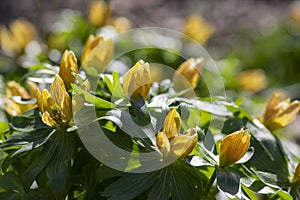 Bunch Eranthis, common winter aconite in bloom, early spring bulbous flowers, macro detail view green leaves