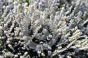 Bunch of Erica carnea, flowering subshrub known as Springwood White, Winter Heath, Snow Heath.