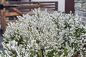 Erica carnea, flowering subshrub plant also known as Springwood White, Winter Heath, Snow Heath, and Heather