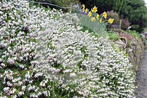 Erica carnea, flowering subshrub plant also known as Springwood White, Winter Heath, Snow Heath, and Heather