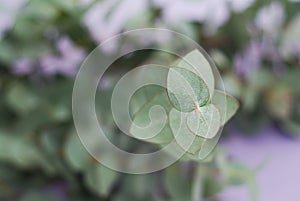 Bunch of Eucaliptus leaves on purple Background. Florist.