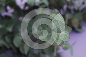 Bunch of Eucaliptus leaves on purple Background. Florist.