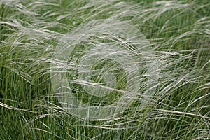 A bunch of feather grass wavering on wind photo