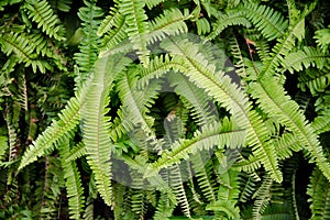 Greem bunch of fern leaves photo